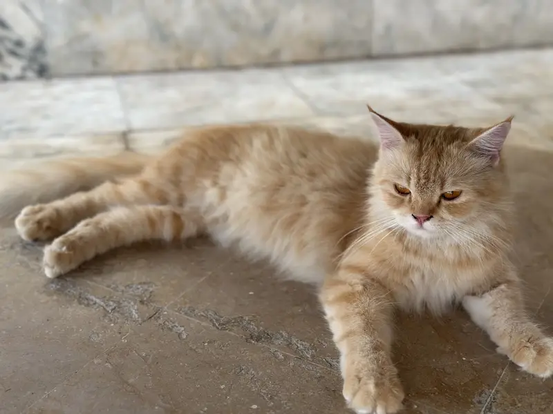 Brown female Persian cat for sale — photo 2
