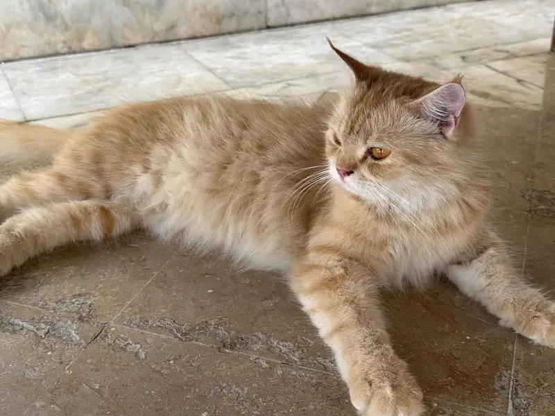 Brown female Persian cat for sale — photo 3