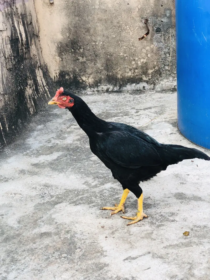Mushki madi — photo 4