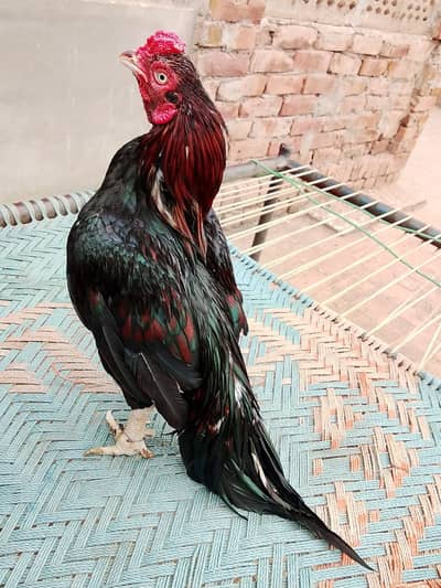 Amroha Aseel Murga for Sale | Pure Breed Aseel Rooster