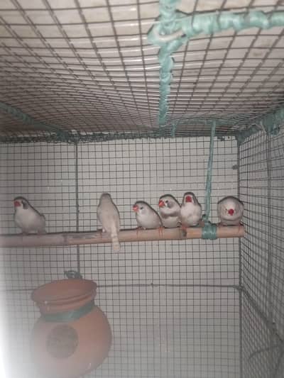 finches