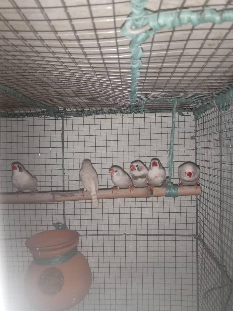 finches 14 peices male or female mix with cage 0