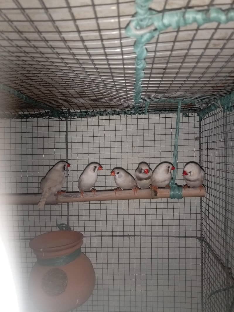 finches 14 peices male or female mix with cage 1