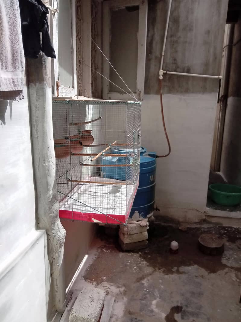 finches 14 peices male or female mix with cage 2