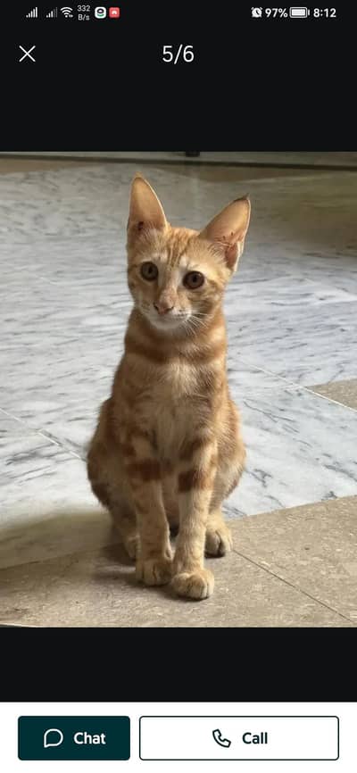 100% orignal begal red oreng  Red/Orange Tabby & White Bicolor bengal