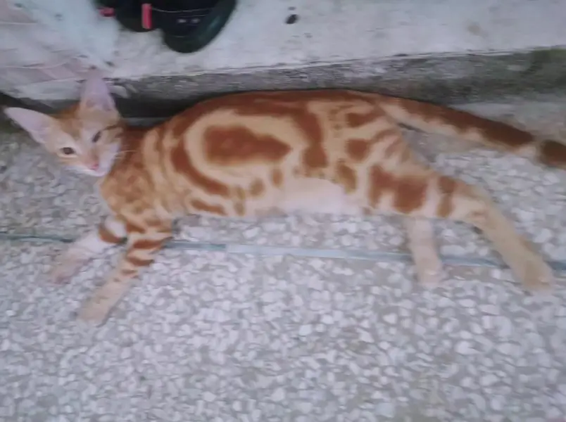 100% orignal begal red oreng  Red/Orange Tabby & White Bicolor bengal — photo 2
