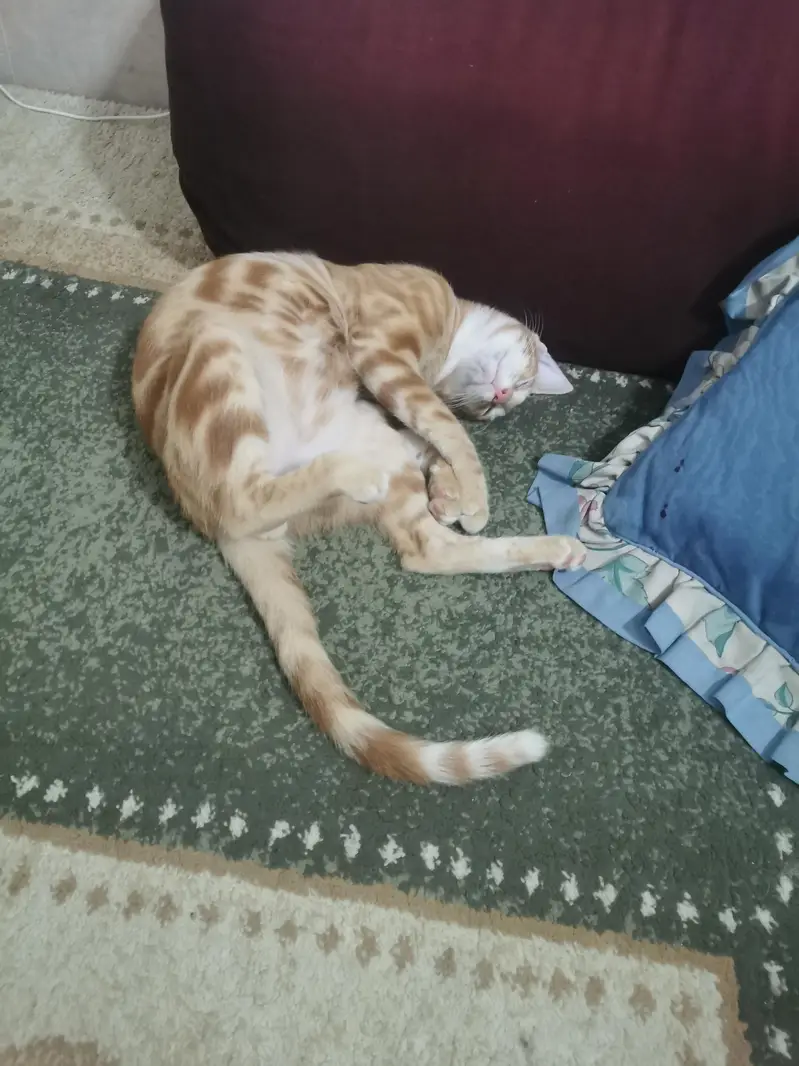 100% orignal begal red oreng  Red/Orange Tabby & White Bicolor bengal — photo 3