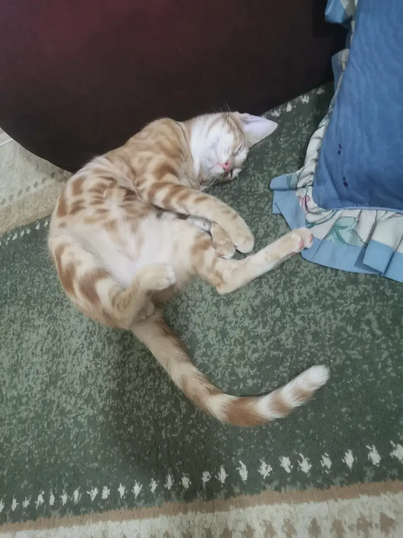 100% orignal begal red oreng  Red/Orange Tabby & White Bicolor bengal — photo 4