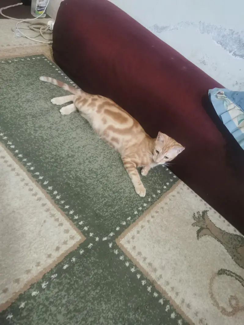 100% orignal begal red oreng  Red/Orange Tabby & White Bicolor bengal — photo 5