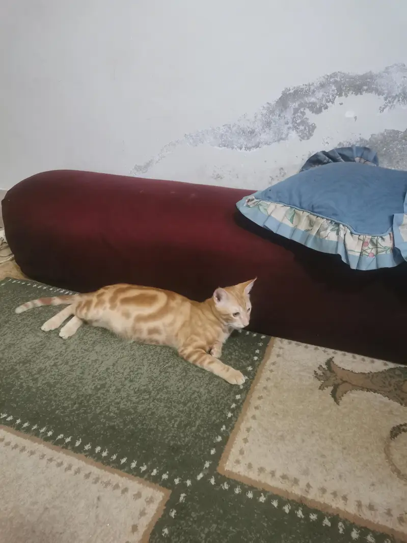 100% orignal begal red oreng  Red/Orange Tabby & White Bicolor bengal — photo 6
