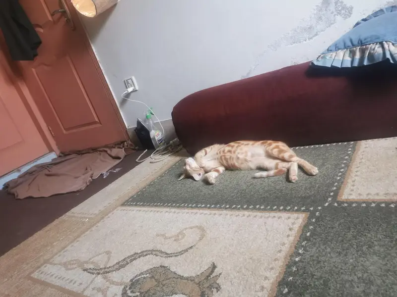 100% orignal begal red oreng  Red/Orange Tabby & White Bicolor bengal — photo 7