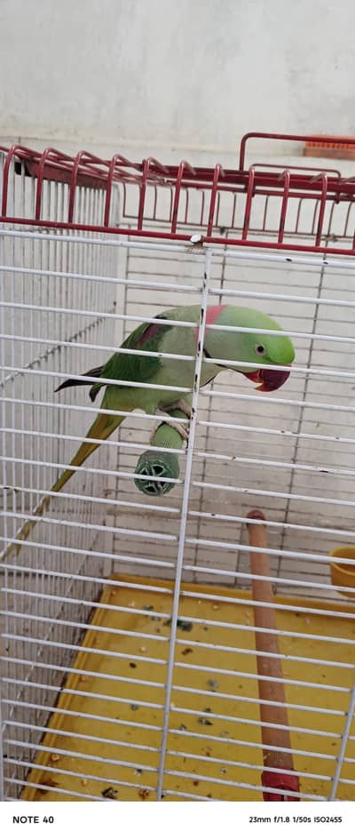 pahari toota green parrot