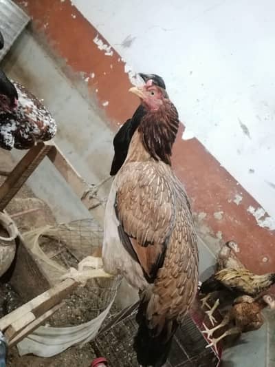 1 murghi hy or 3 dosri murghi k bachy