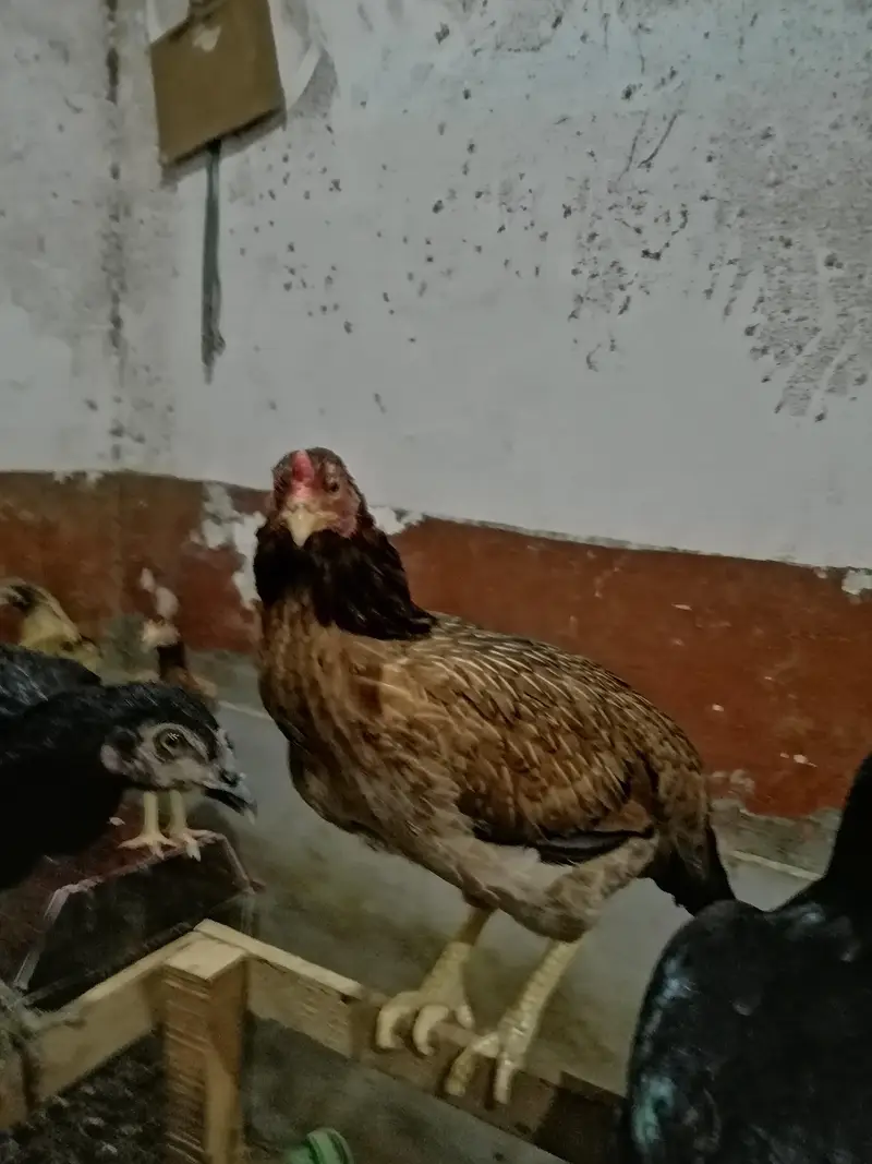 1 murghi hy or 3 dosri murghi k bachy — photo 2
