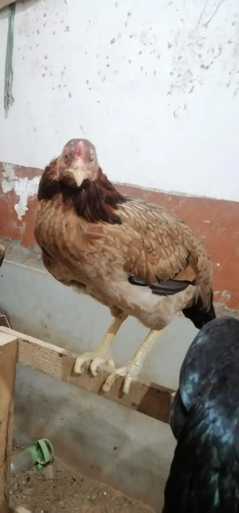 1 murghi hy or 3 dosri murghi k bachy — photo 3