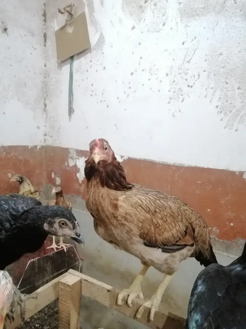 1 murghi hy or 3 dosri murghi k bachy — photo 4