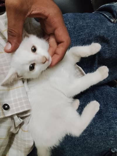 Persian Cat