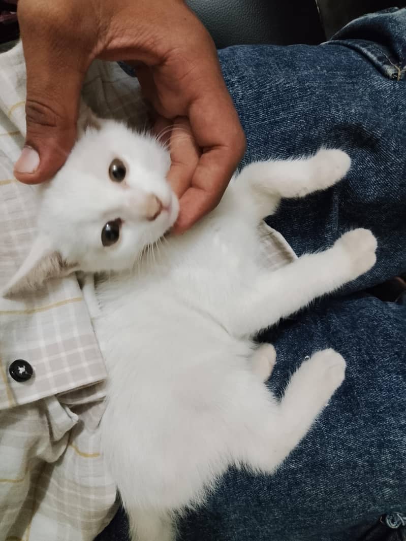 Persian Cat 0