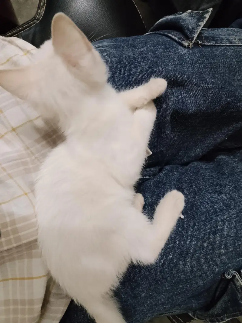 Persian Cat — photo 2