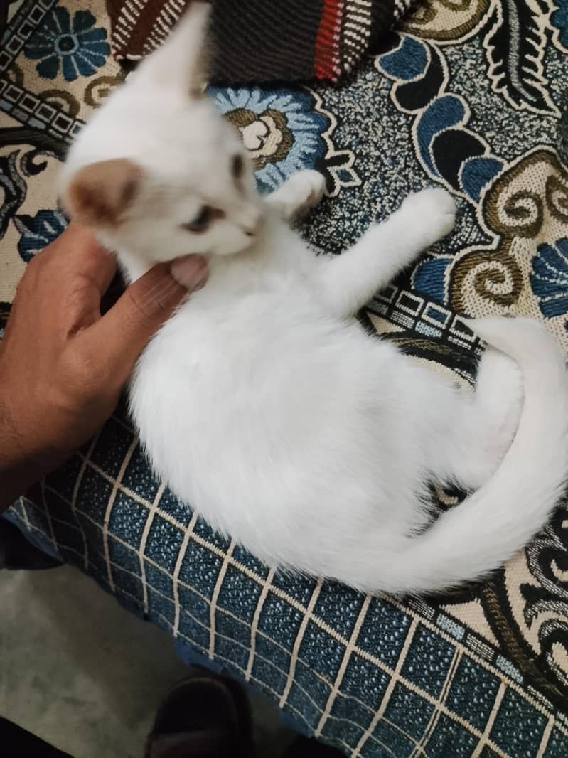 Persian Cat 2
