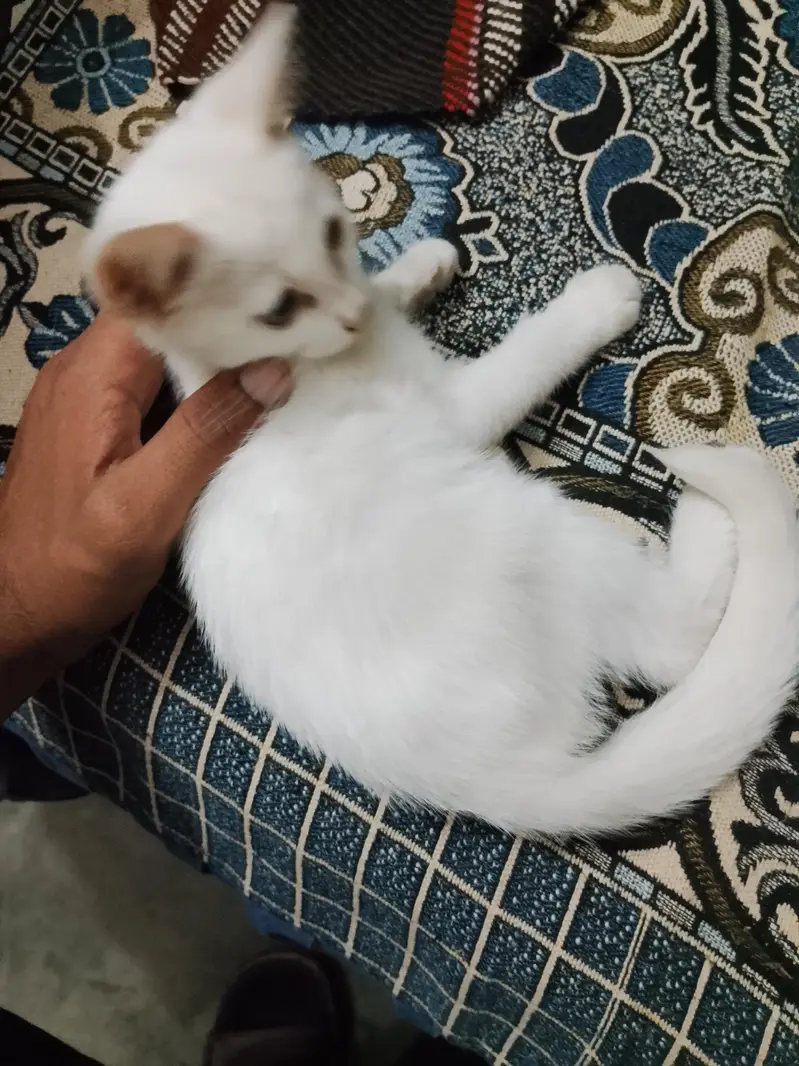 Persian Cat — photo 3