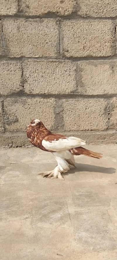 red megpai male