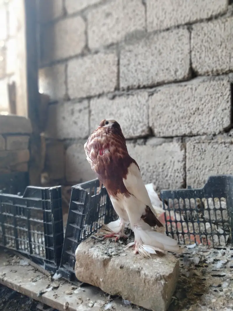 red megpai male — photo 2