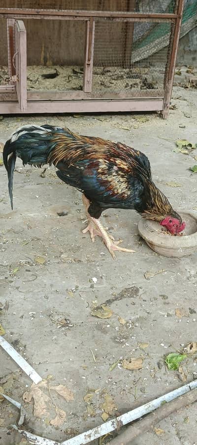 Pure Healthy Lasani Aseel Pair