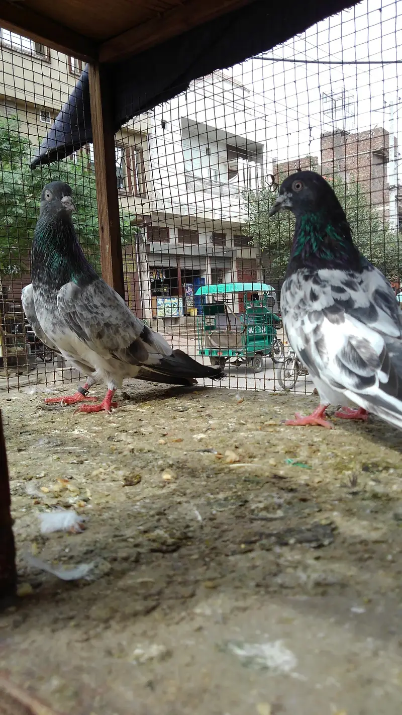2 pair ha 4000 ka ek jora 2 7000 ky final — photo 2