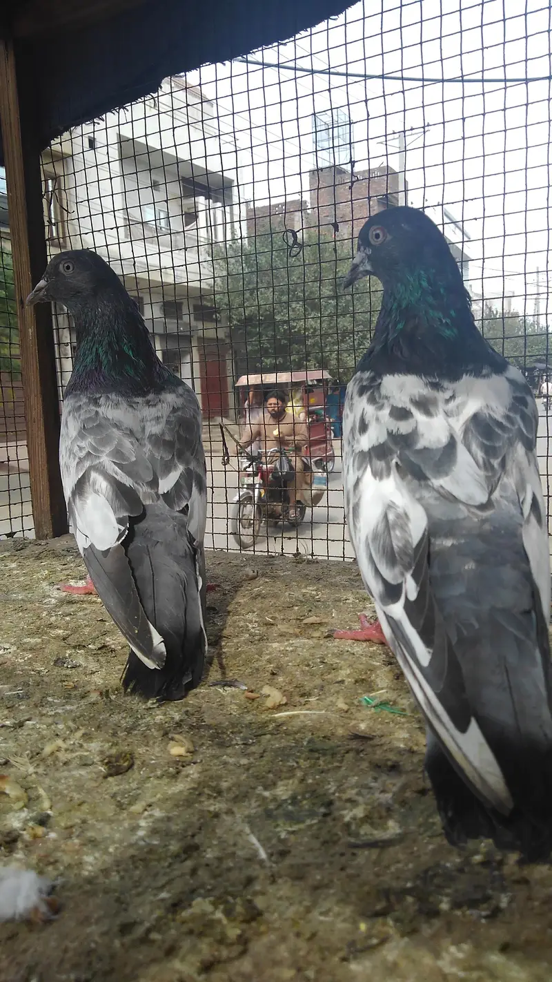 2 pair ha 4000 ka ek jora 2 7000 ky final — photo 4