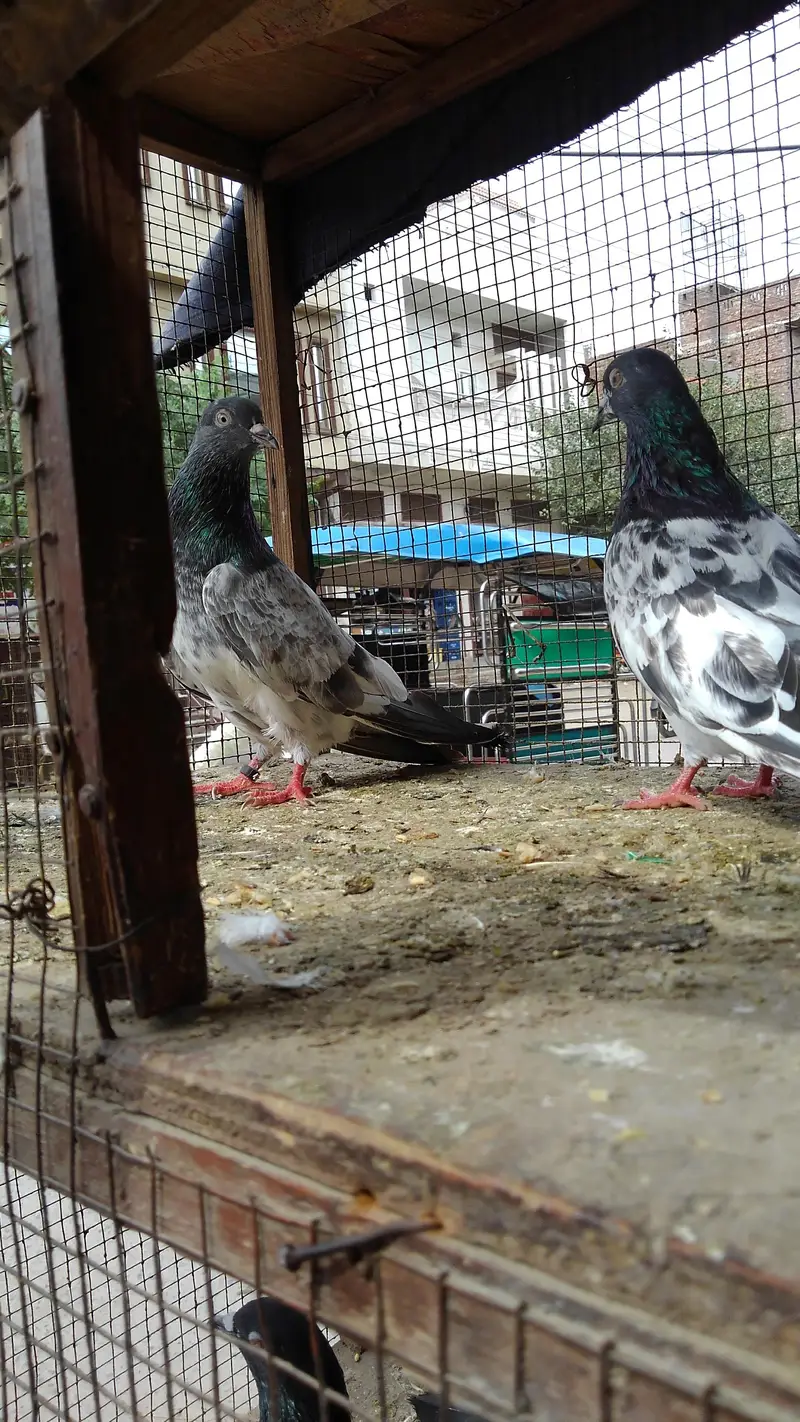 2 pair ha 4000 ka ek jora 2 7000 ky final — photo 10