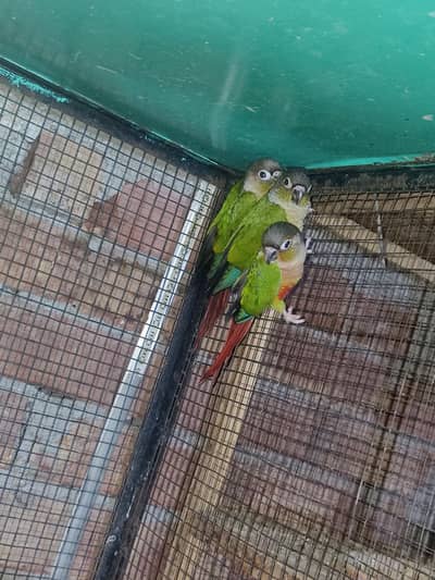 green cheek conure yellow sider pices non dna for sale