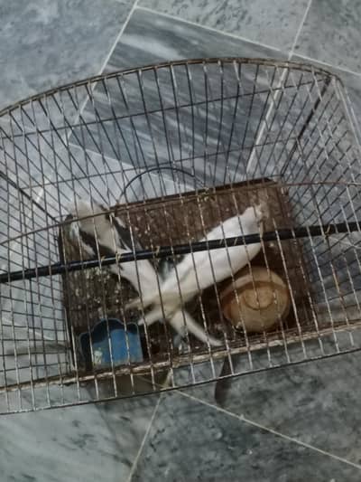 urgent sale cocktail parrots