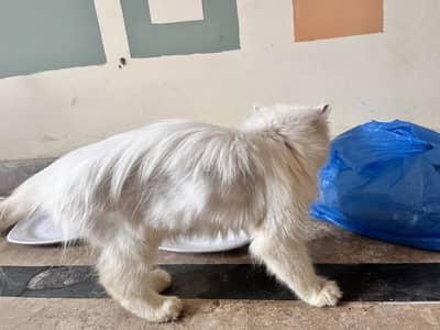 White perssain