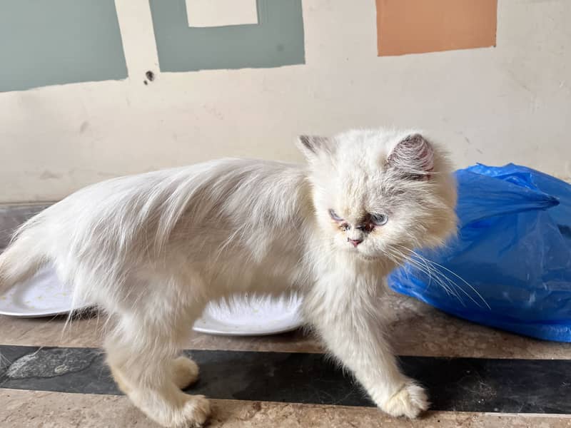 White perssain 1
