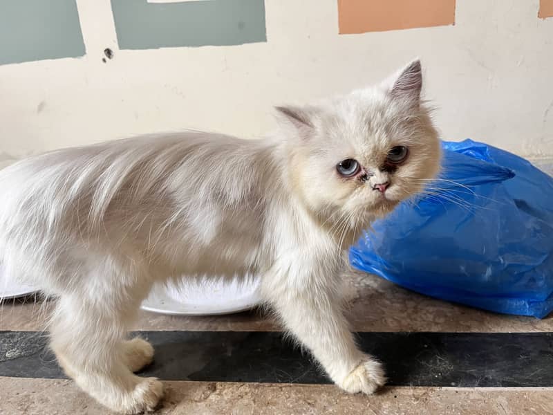 White perssain 3