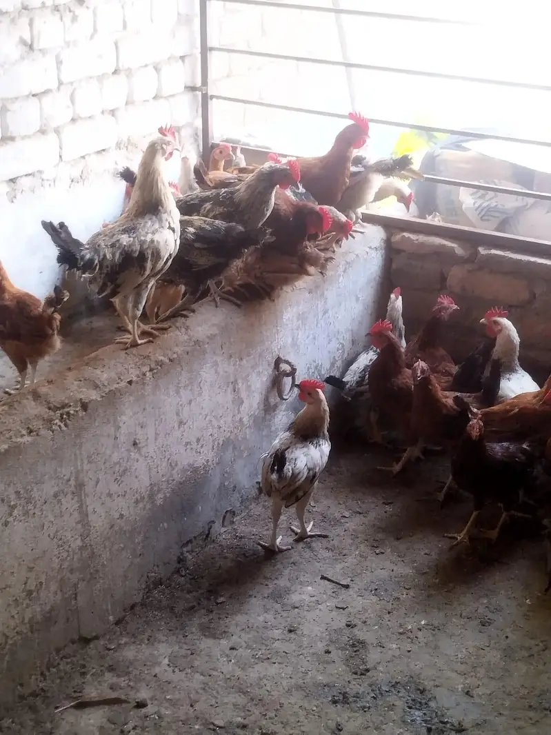 Healthy and active male murgh — photo 2