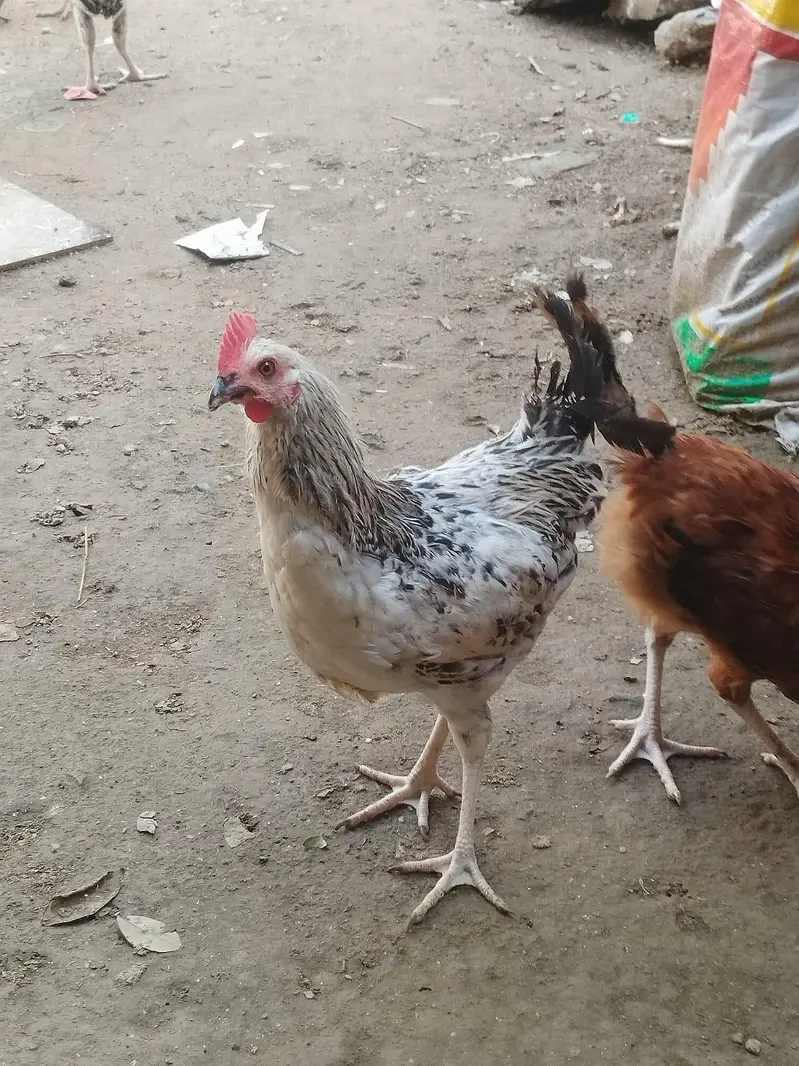 Healthy and active male murgh — photo 4