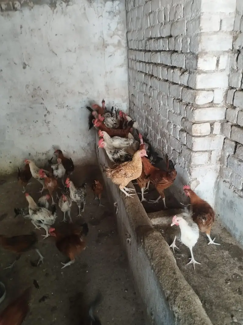 Healthy and active male murgh — photo 5