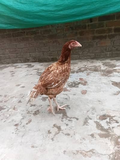 Pure Aseel hen