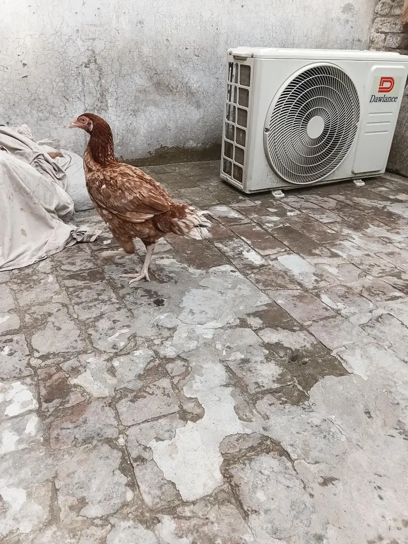 Pure Aseel hen — photo 2