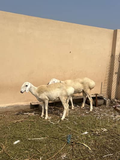 Sheep Dumba Breeder Pair