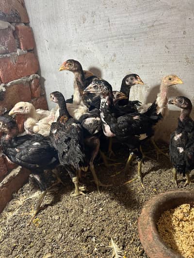 Aseel chicks