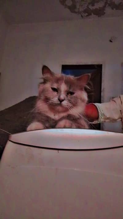 Triple Coud Available All Cats