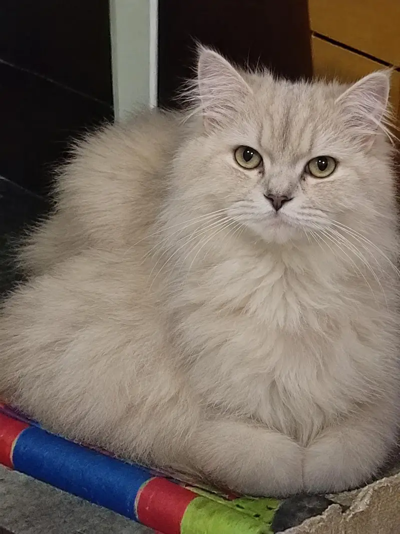 Triple Coud Available All Cats — photo 2