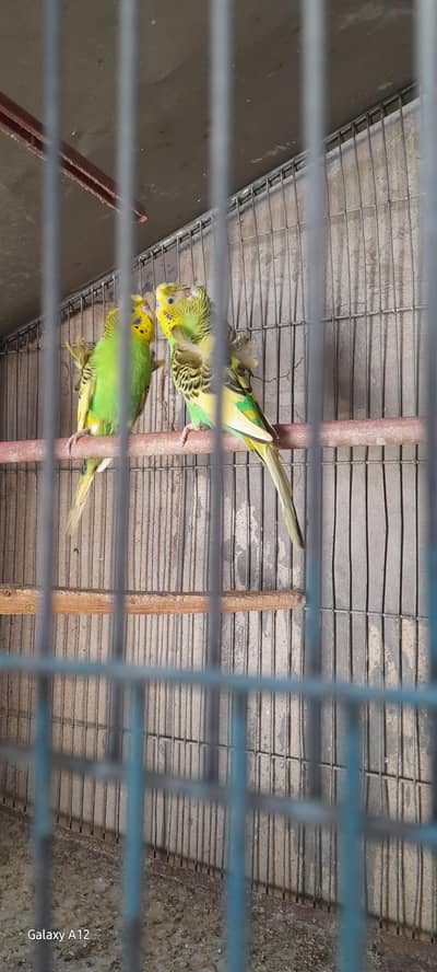 hogo pair