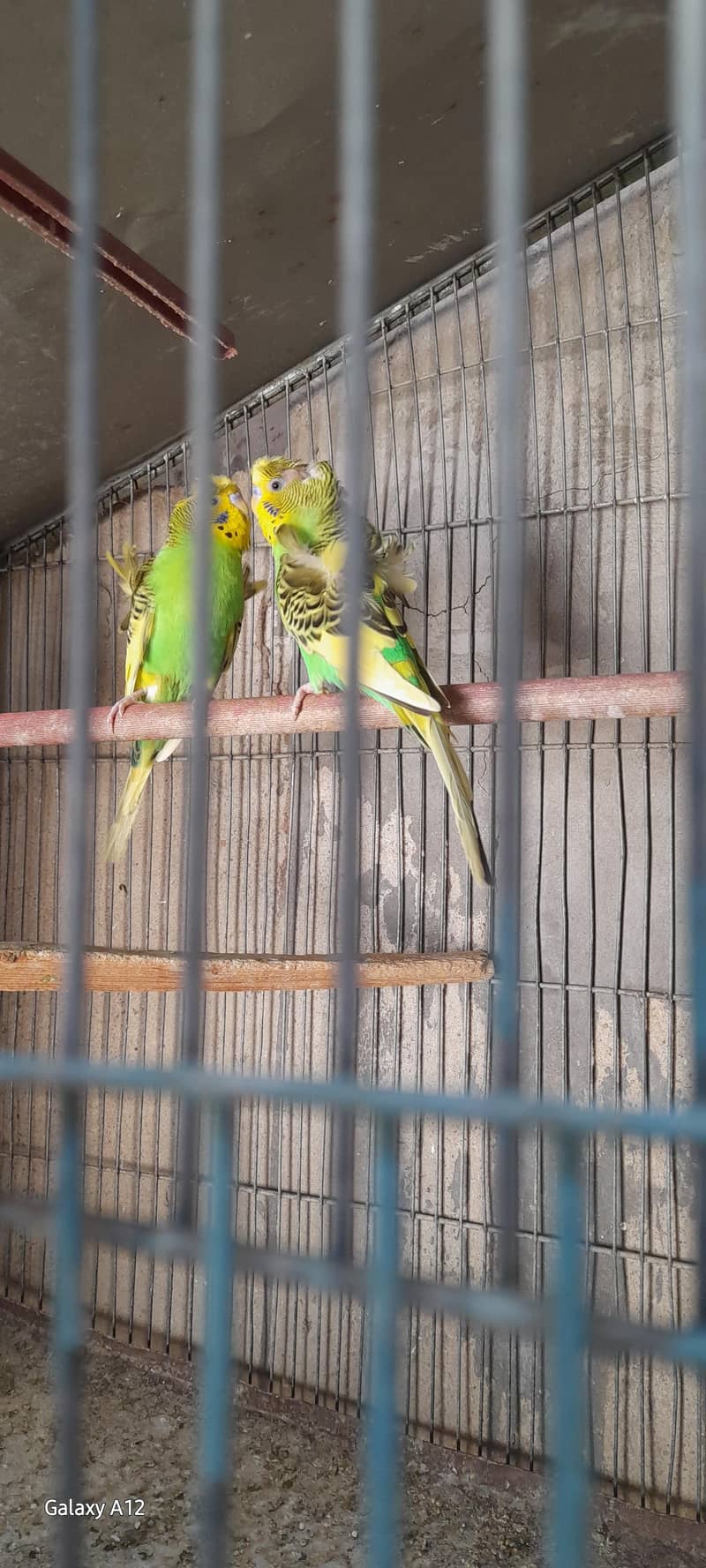 hogo pair 0