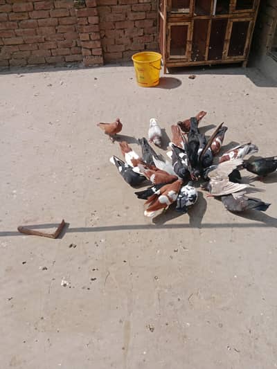 sherazii pigeon 22