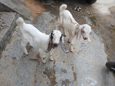 Baby goat