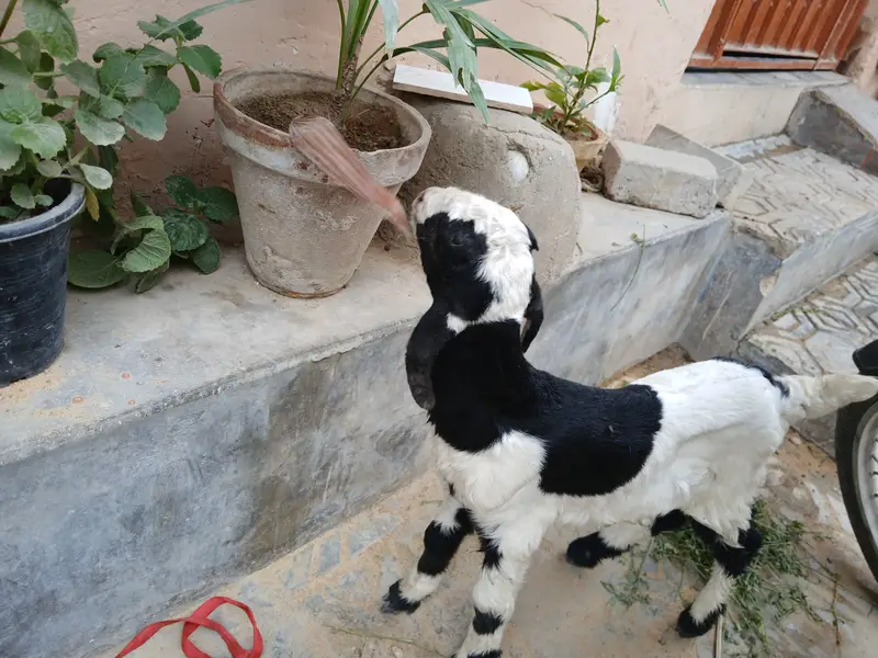 Baby goat — photo 2